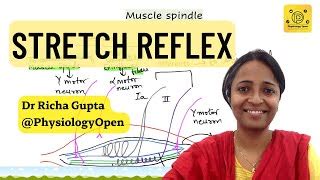 Muscle Spindle Stretch Reflex 的图像结果