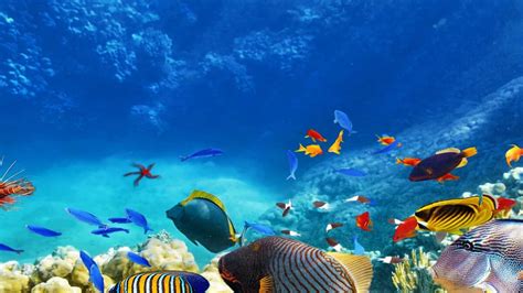 Fish Amnesty Day 2023: Date, History, Facts about Fish