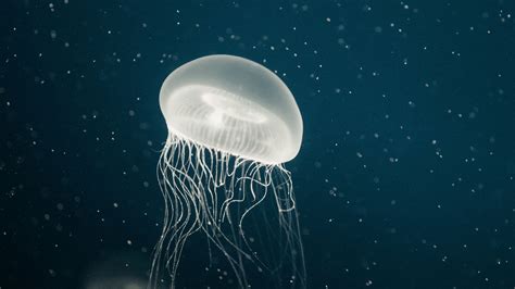 Download wallpaper 3840x2160 jellyfish, tentacles, underwater, dots 4k ...