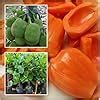 Rukonza Thai Red Jackfruit Plant Hybrid - All Seasons Grafted Thai ...