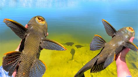 Image result for Alien Fish Catching