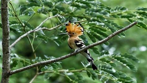 Road Trip From Bangalore to Ooty- A Detailed Guide