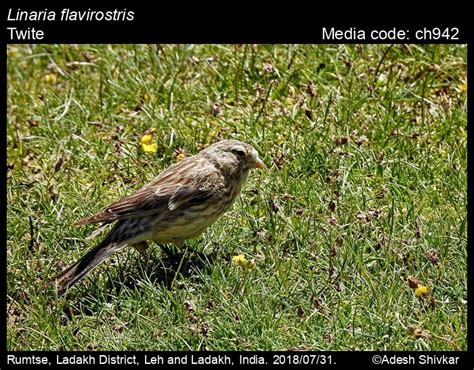 Linaria flavirostris (Linnaeus, 1758) - Twite | Birds