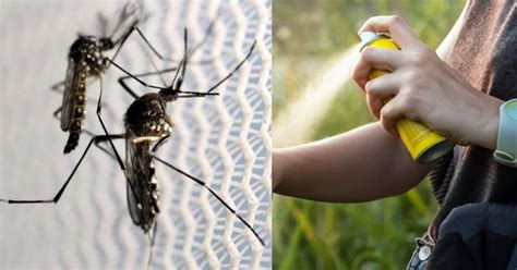Scientists Find Best Way To Get Rid Of Mosquitoes, And Baking Yeast Is ...