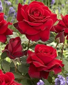 Live Rare Live Climbing Rose Creeping Wild Rambling Ornamental Trellis ...
