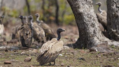 Vulture Count Up By 12,981; Madhya Pradesh Has 2,136 More Vultures; 16 ...