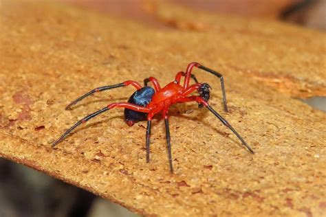 Nicodamidae (Red and Black Spider) - Ausemade