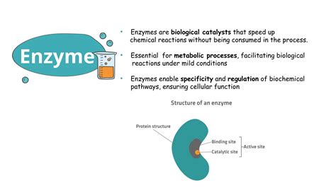 Enzymes Examples 的图像结果