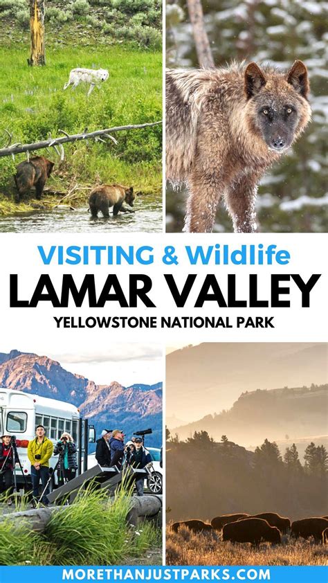 9 best tips for seeing wildlife in yellowstone – Artofit