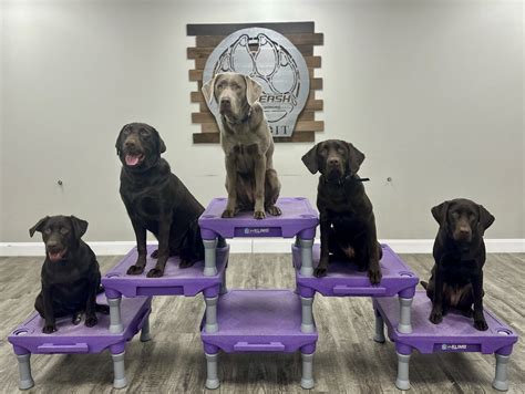 Celebrate the Campus Comfort Companions' first birthday - News ...