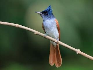 Indian Paradise-Flycatcher - eBird