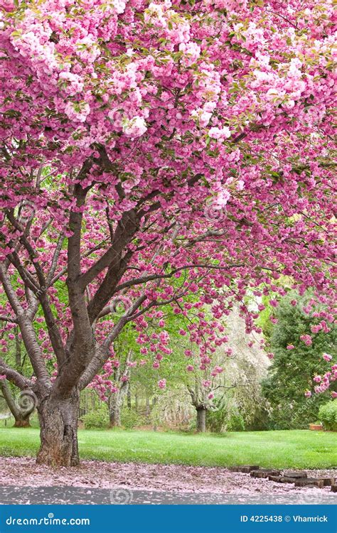 Image result for Flowering Cherry Tree