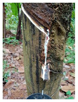 Rubber Tapping Machine Bholanath