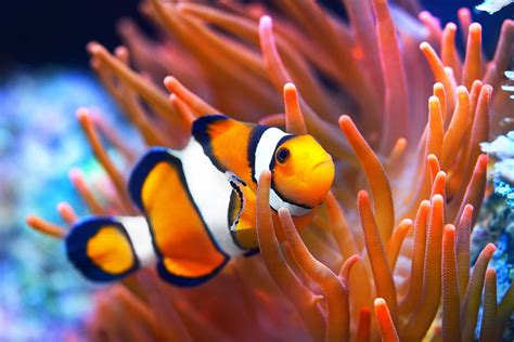 21 Types of Colorful and Bold Clownfish - A-Z Animals