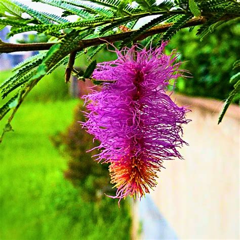 Green Paradise® shami plant Sapling Holy Shami Tree bring goodluck to ...