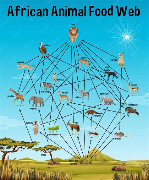Grasslands Biome Food Web