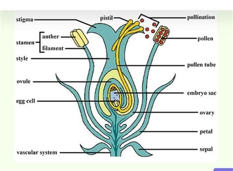 Draw a neat diagram of sexual reproduction of flowering plant and label ...