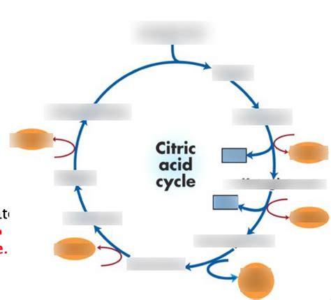 Krebs Cycle Explained Simply 的图像结果