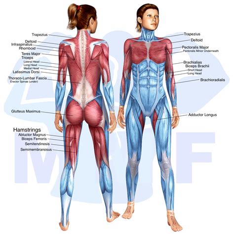 Image result for Inverted Row Muscles