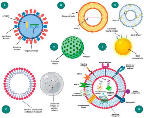 Molecular Farming for Immunization: Current Advances and Future ...