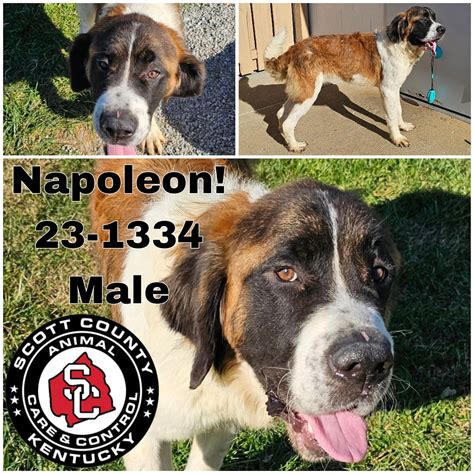Dog for Adoption - Napoleon, a Saint Bernard in New Castle, KY | Alpha Paw