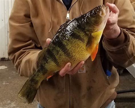 Fish Iowa - Fish Species - Yellow Perch