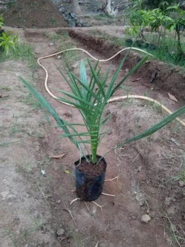 Tissue Culture Date Palm Plant Manufacturer, Supplier from Seoni