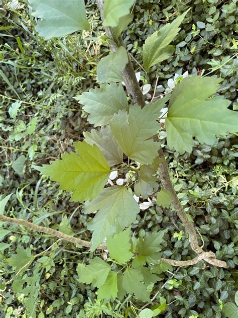 How to Remove Rose of Sharon | Trees Atlanta