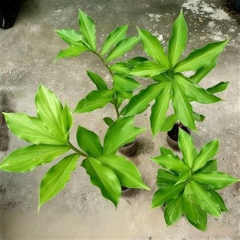 Insulin Plant (Costus Igneus) – Natural Diabetes Control Medicinal Herb ...