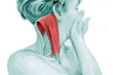 34 Amazing Illustrations That Show Which Muscle Groups Are Affected ...