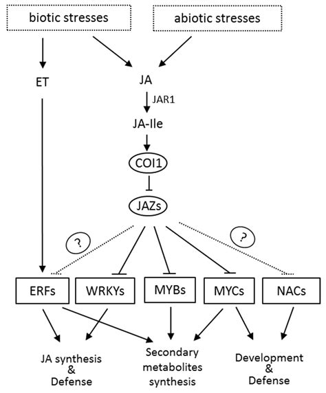 Jasmonic Acid Signaling Pathway in Plants