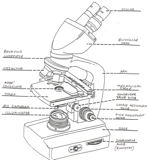 Draw And Label A Microscope - Surrealist Drawing Techniques