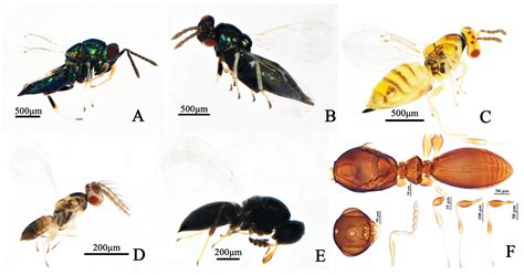 Biological Characteristics of Dasineura jujubifolia and Its Parasitoid ...