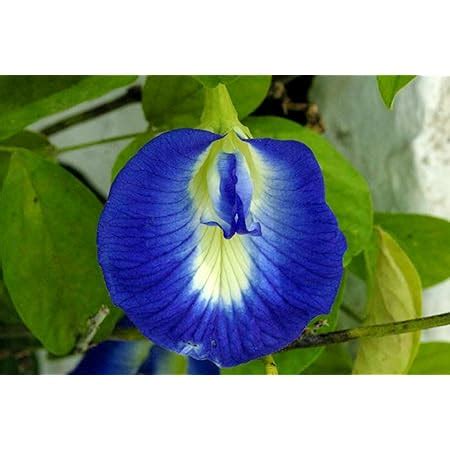 Gardenhunt Shankupushpi (Blue Single Petal) Aparajitha/Sangu Poo ...