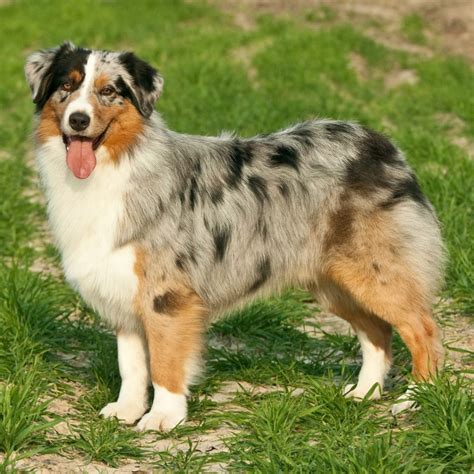 Brown Australian Shepherd Dog