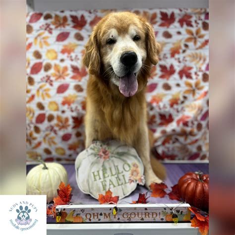 Suds and Pups Mobile Grooming (@suds_and_pups_mobilegrooming ...