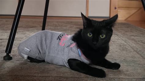 Black Cat Adoption Day helps raise awareness about low adoption rates ...