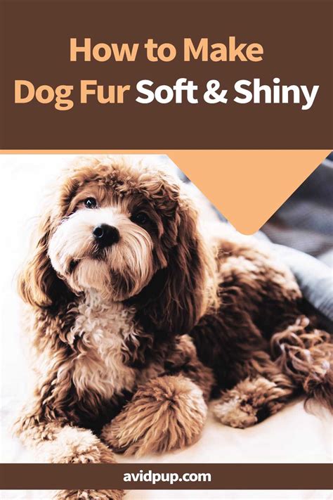 how to make my dog's fur silky