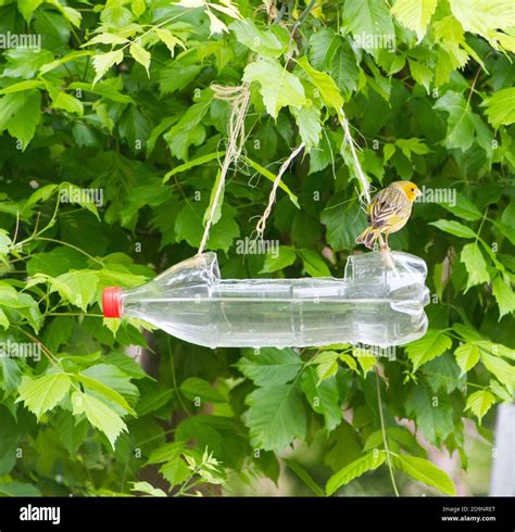 Recycled Soda Bottle Bird Feeder