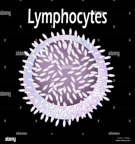 Image result for Lymphocytes Cell Labeled