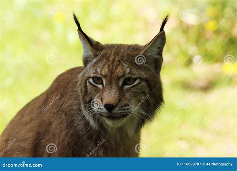 Portrait of an European Lynx, the Third Largest Predator in Europe Stock Image - Image of medium ...