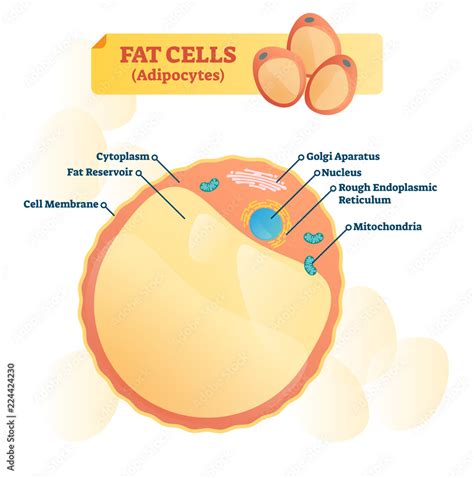 Fat Cell Structure 的图像结果