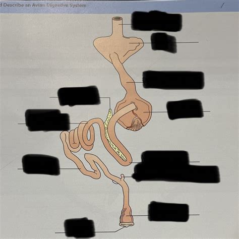 Avian Digestive System Diagram | Quizlet