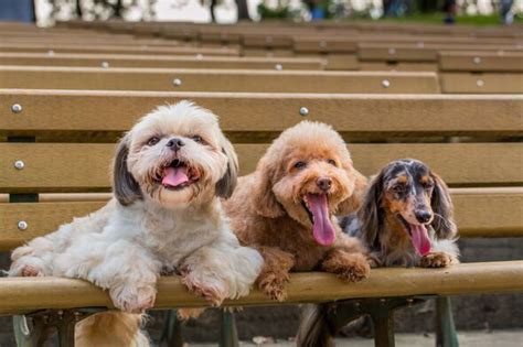 Vets reveal the 8 dog breeds they would never own