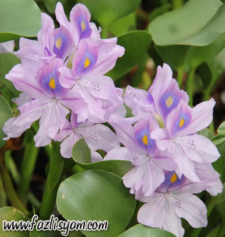 Keladi - JungleKey.in Image #50