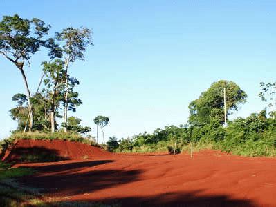 Equatorial Rainforest Climate - Geography Notes