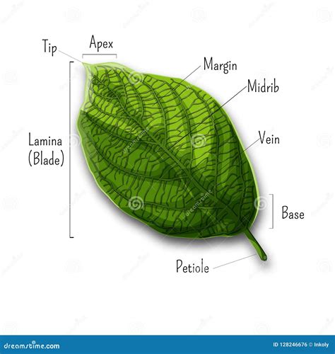 Parts Of A Simple Leaf