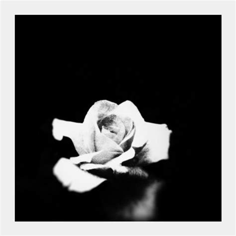 Midnight Rose Square Art Prints PosterGully Specials