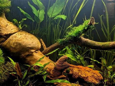 Java Moss Dry Start 的图像结果