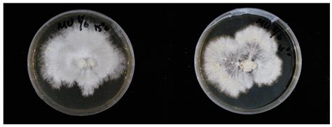 Enhanced Erinacine A Production by Hericium erinaceus Using Solid-State ...